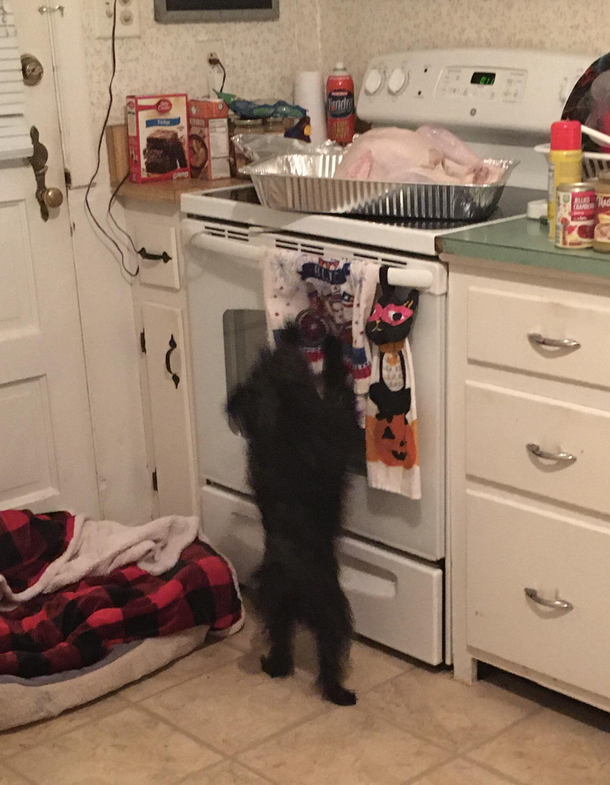 Heard a noise in the kitchenclose call My lb dog wants the lb turkey lol