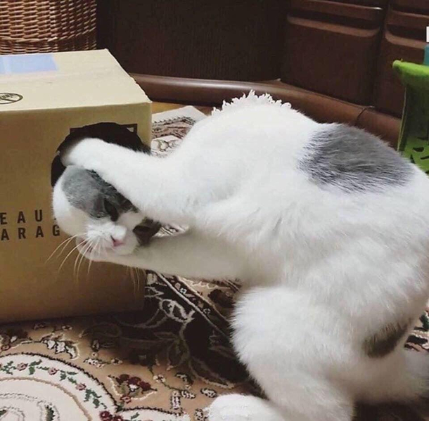 Heard a small ruckus walked in to find my cats like this