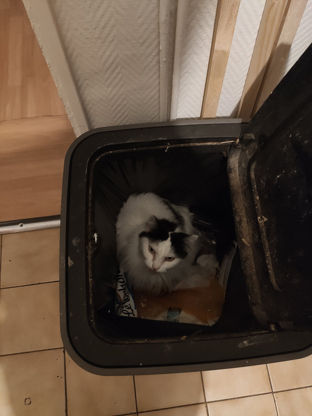 Heard some noise in the night got up to find out my cat basically threw itself in the bin