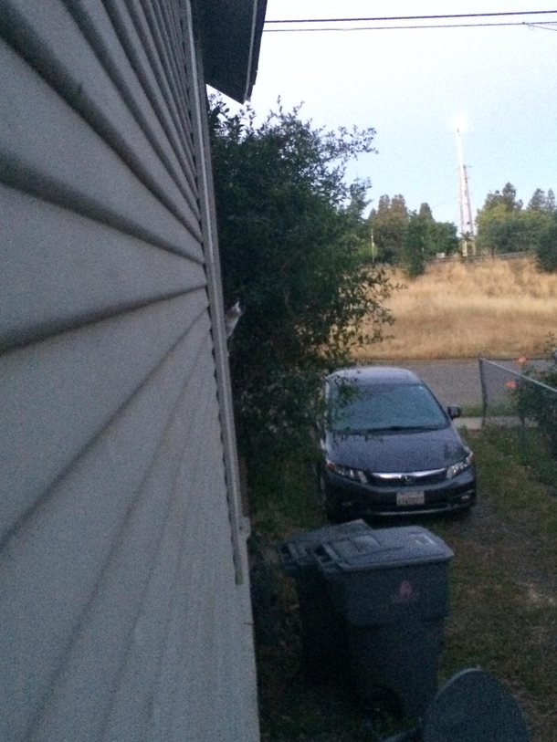 Heard something outside Looked out the window to see this