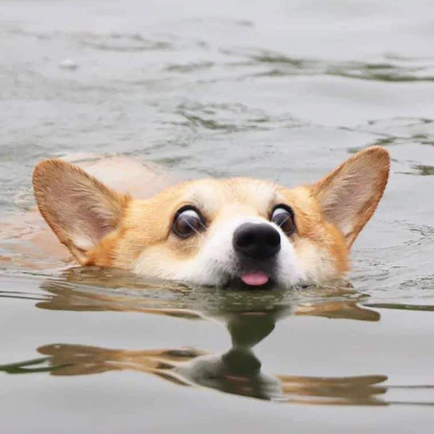 Heckin swim