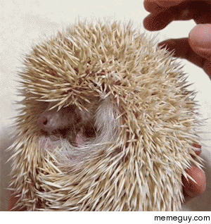 Hedgehog being tickled