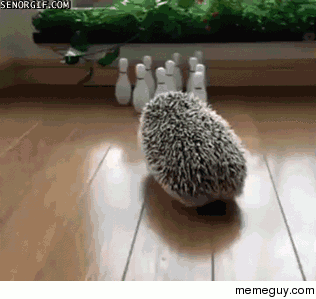 Hedgehog bowling