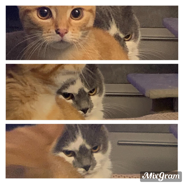 Hefty Chonk is not amused