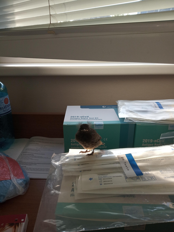 Hello sir could I please take one covid test