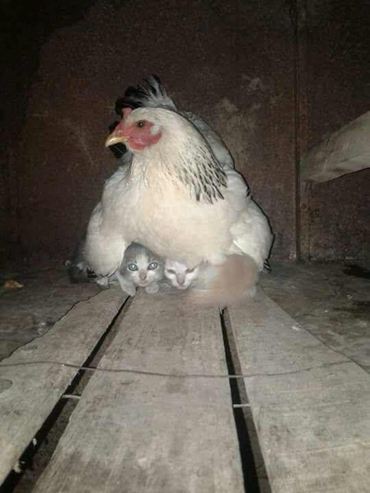 Hen taking care of kittens during storm