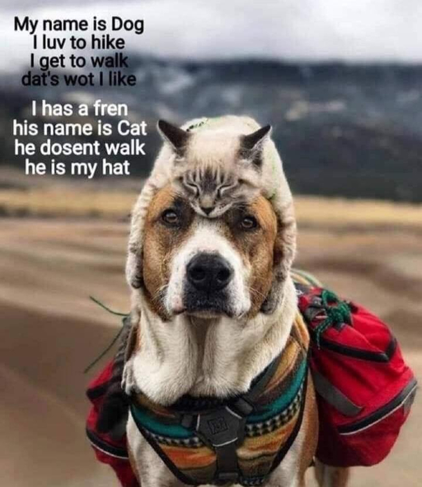 Henlo frens