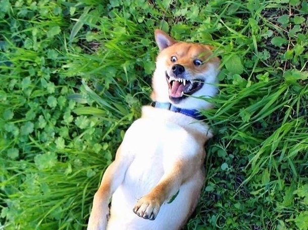 Her reaction to the fresh grass growing in the park