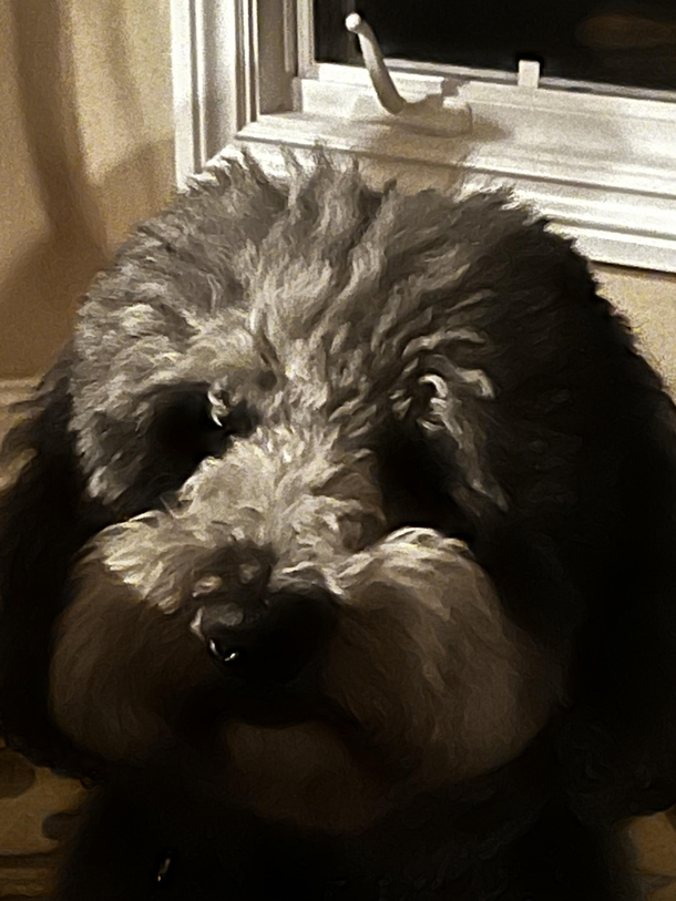 Here is picture of my dog staring judgmentally at you Youre welcome 