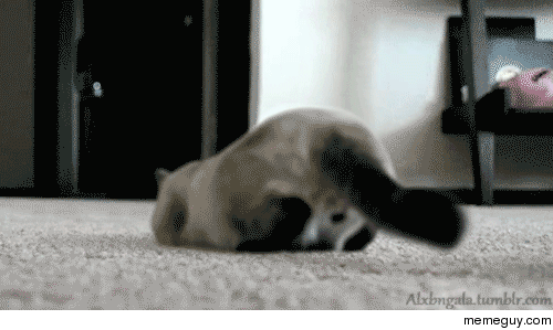 Here kitty kitty oo