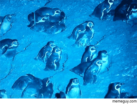 Heres a penguin shitting on some other penguins