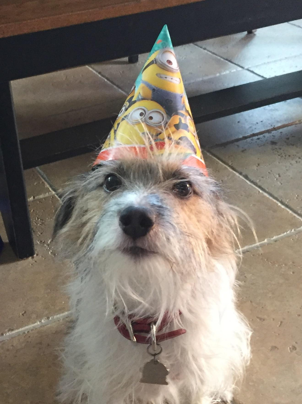 Heres a picture of my dog who ate my cake He knows what he did