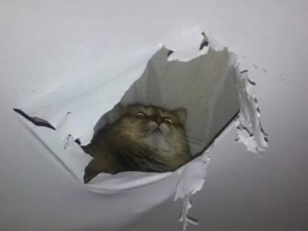 HERES KITTY