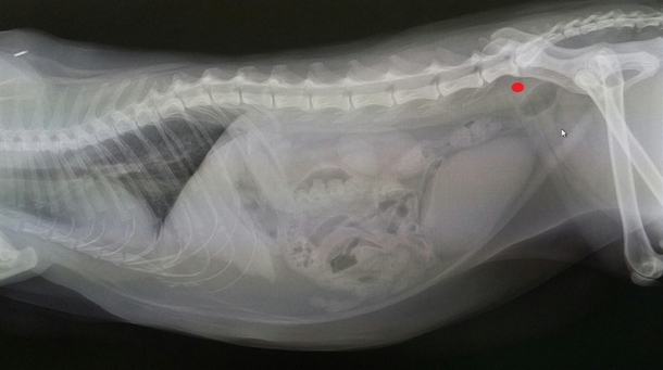 Heres my cats X-Ray In her British accent my veterinarian told me that the dark spot by the dot is a perfect fart
