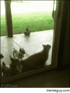 Hero Cat