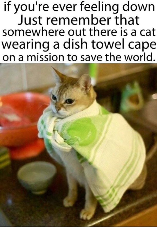 Hero Cat