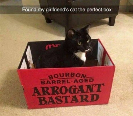 Hes actually a pretty nice cat