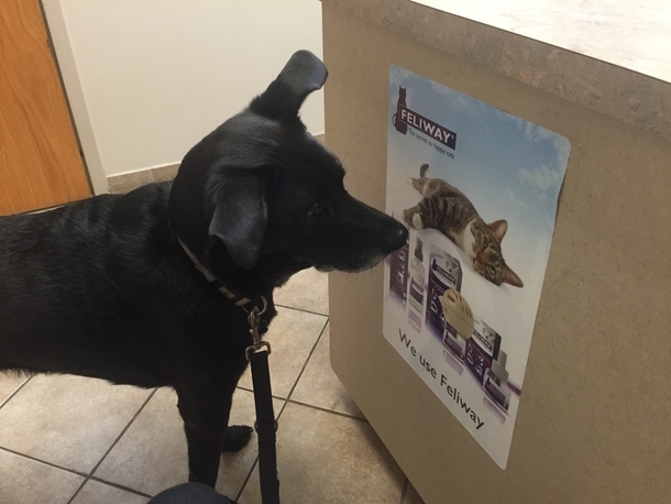 Hes been staring at this cat since we got to the vet Licked it twice