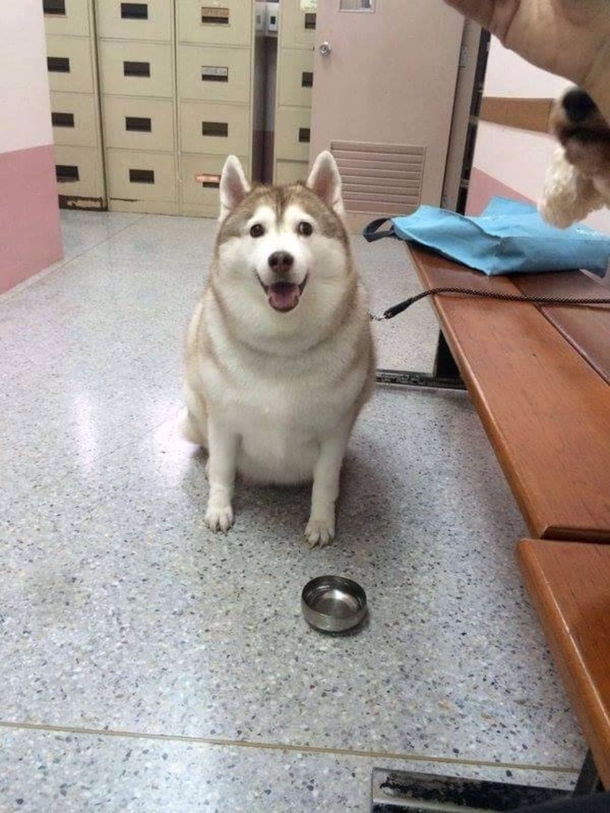 Hes no fat hes just a little Husky