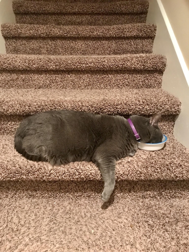 Hes not named Meatball for nothing