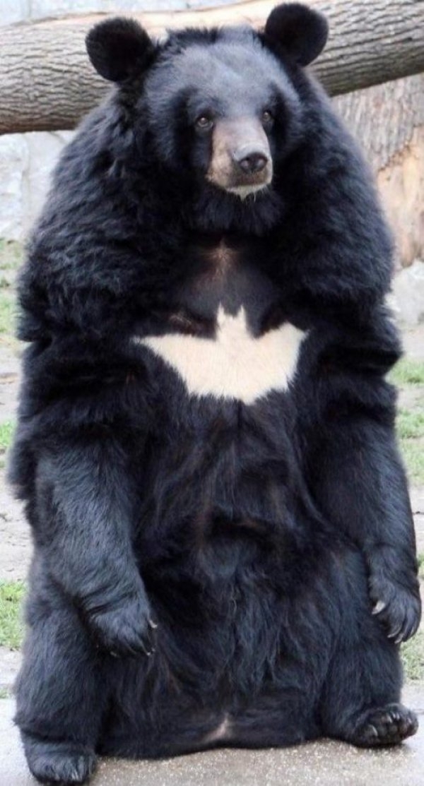 Hes the Bear Gotham deserves but not the one it needs