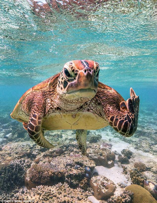 Hey Arent you the guys bleaching my coral Sure Ill take a picture image via Mark Fitz Australia