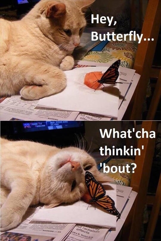Hey Butterfly