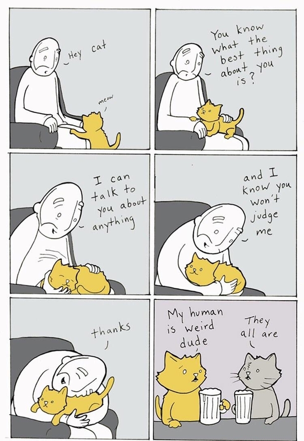 Hey cat