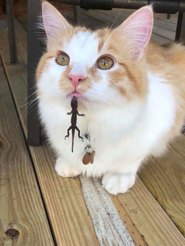 Hey Hooman I require your help Zis dinosaur bit me