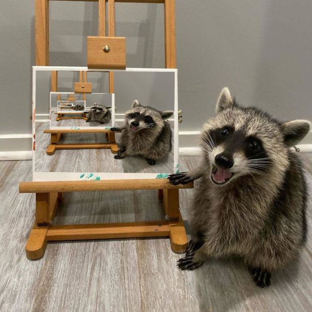 Hey hoomans