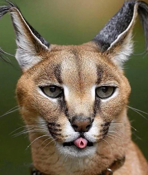 Hey I can roll my tongue