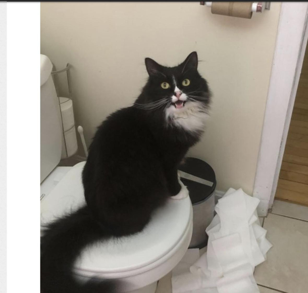 Hey Im out of toilet paper