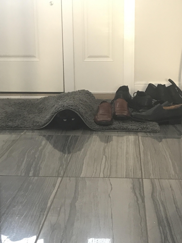 Hey Mom have you seen the cat