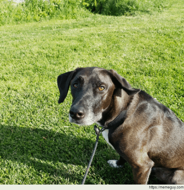 Hey Reddit meet Atlas Hes a pretty good boy