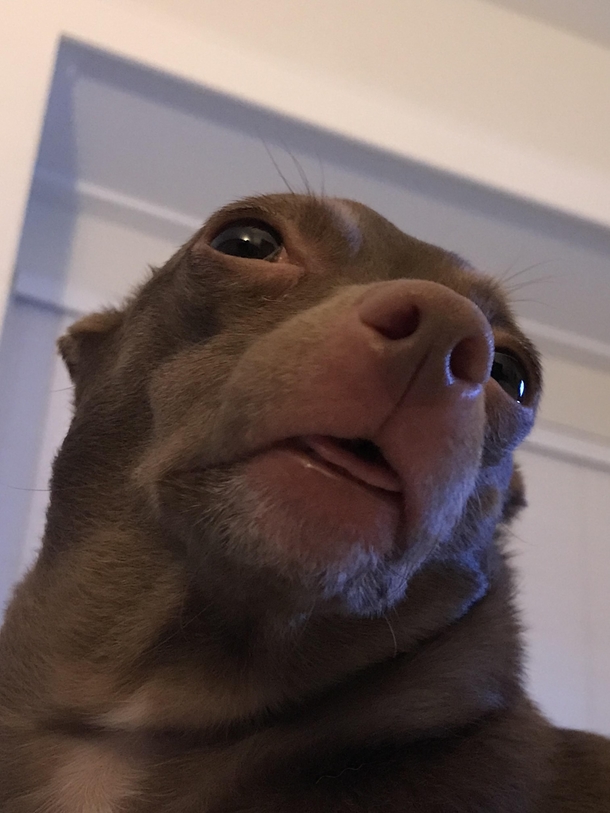 Hey Reddit Meet my sneaky drunk dog Luna Luna sneaks sips of any and all beer and gets sloshed Proof