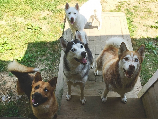 Hi do you have a minute to speak how awesome dogs are