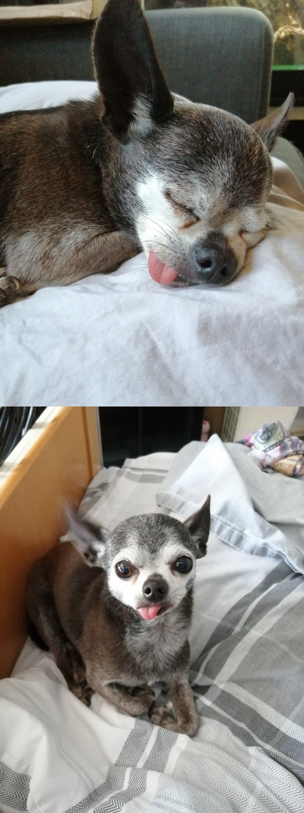 Hi Redit meet Merlin derpy when asleep derpy when awake