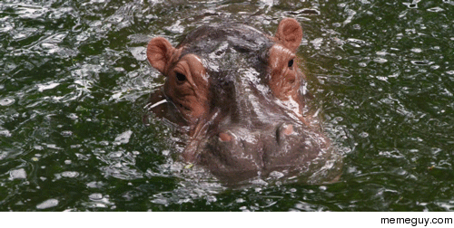 High definition hippo