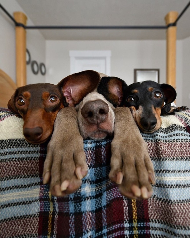 hilarious pup caught on camera