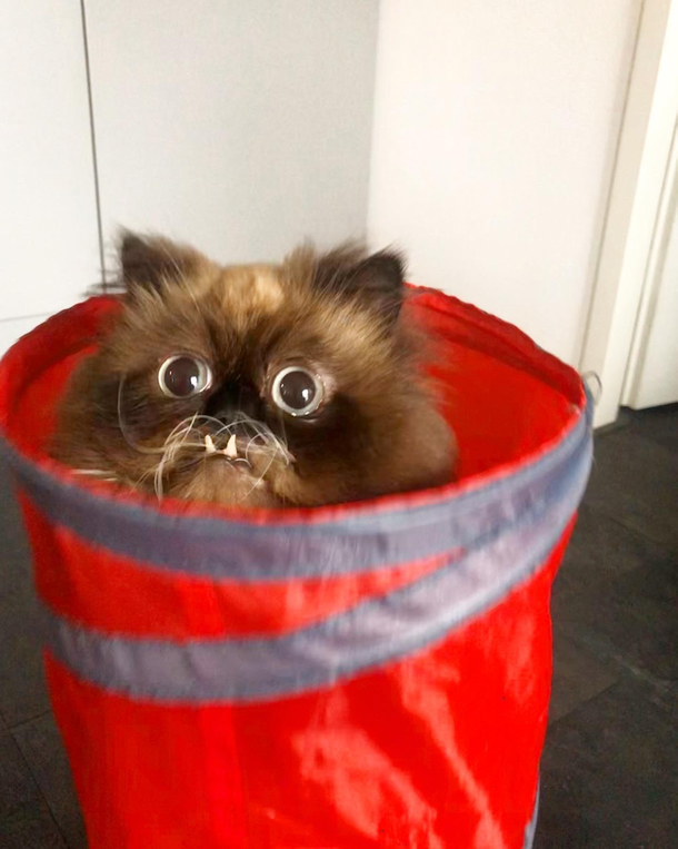 Himb goomba He is here to bring joy please skip this post if you want to say anything negative about his appearance