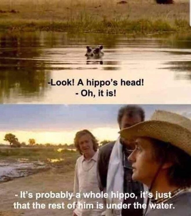 Hippo head