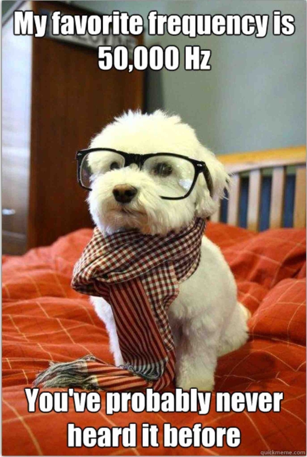 Hipster Dog