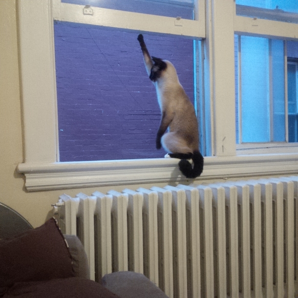 His claw is actually stuck in the screen but hes trying to play it cool