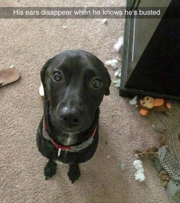 His ears disappear when he know hes Busted