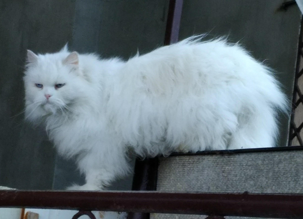 His name is Kiryusha Today he is  years old And he hates everything