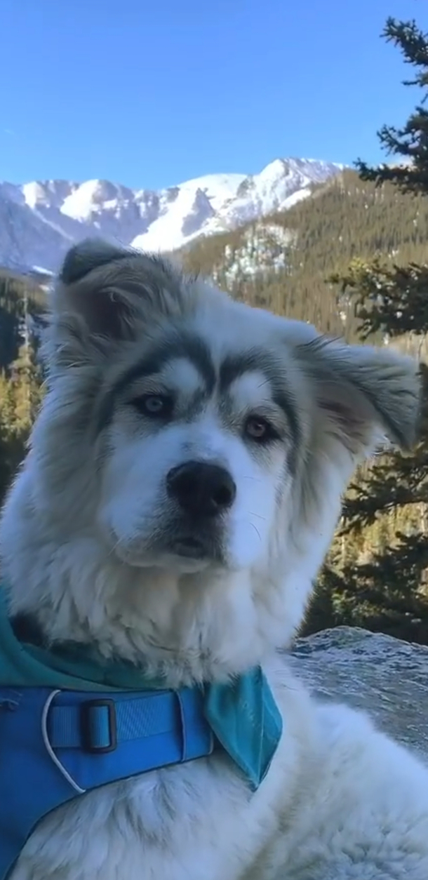 His name is Thor The dog that looks like Chris Hemsworth