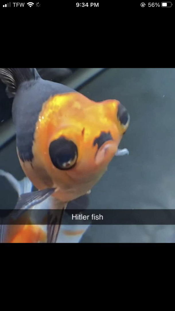 Hitler fish