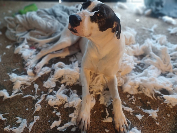 Hmmm I wonder who destroyed the pillow