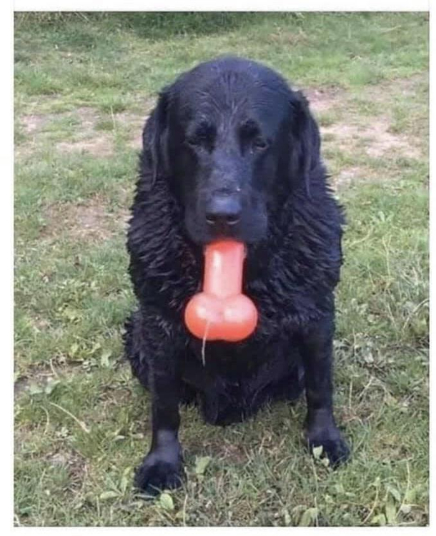 Hold your bone like a normal dog and stop embarrassing me