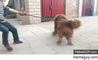 holding-back-a-tibetan-mastiff-223702.gif